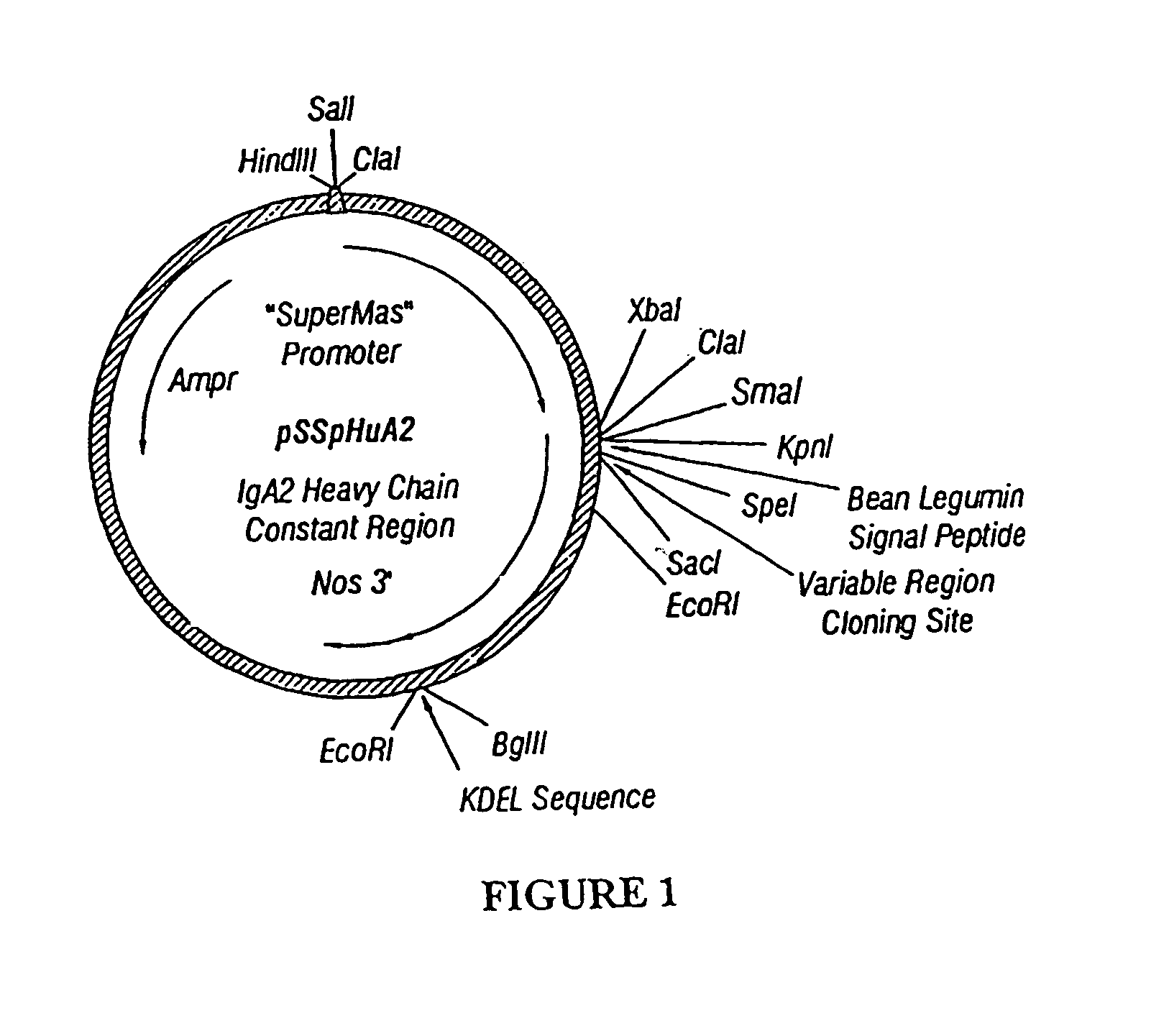 Immunoadhesin comprising a chimeric ICAM-1 molecule produced in a plant