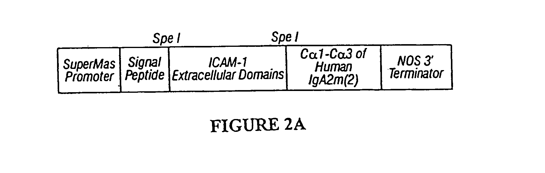 Immunoadhesin comprising a chimeric ICAM-1 molecule produced in a plant