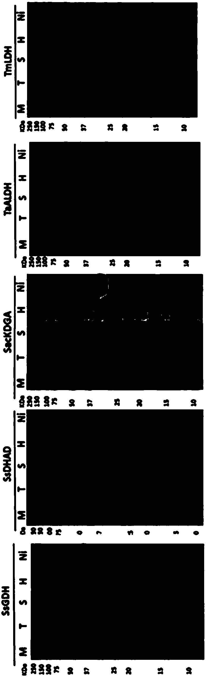 L-lactic acid catalysis reaction system and preparation method of L-lactic acid