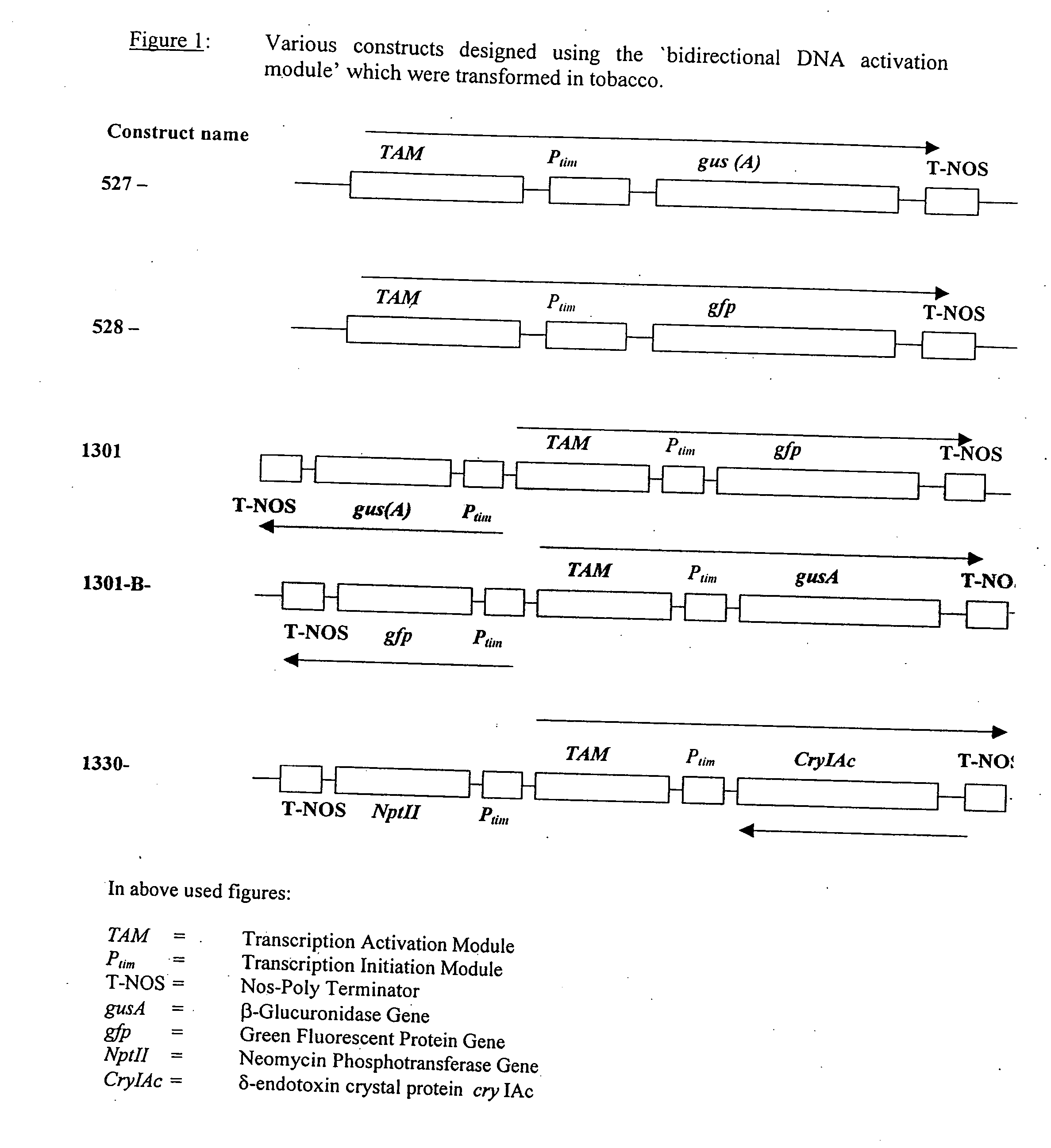 Artificial bidirectional promoter for activation of gene expression