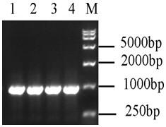 DNA-carrier-based Chinese character information storing method