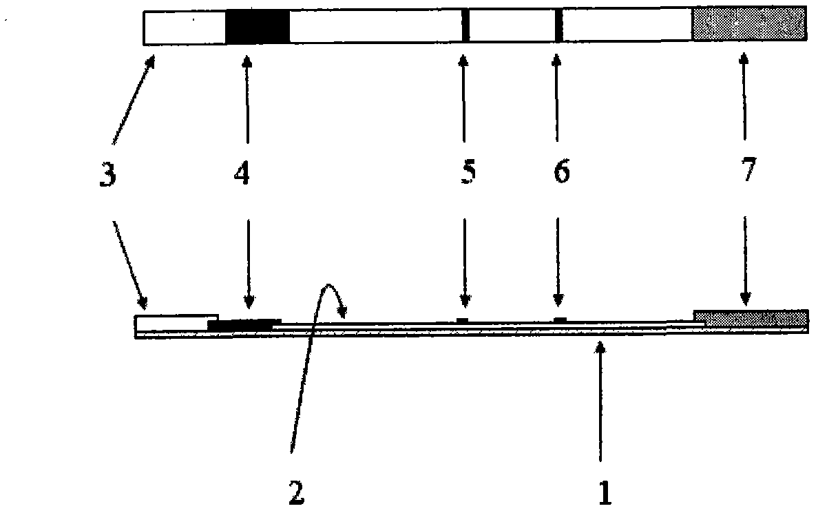 Screening test paper strip for human lactoferrin in milk and preparation method