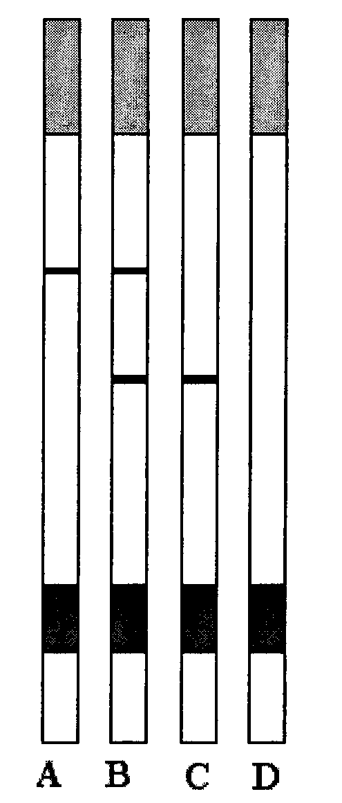 Screening test paper strip for human lactoferrin in milk and preparation method