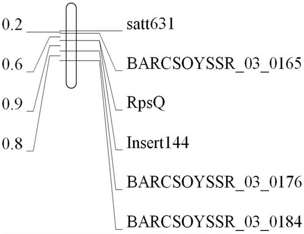 Molecular marker Insert 144 of soybean epidemic-disease-resistant gene RpsQ and application of molecular marker Insert 144