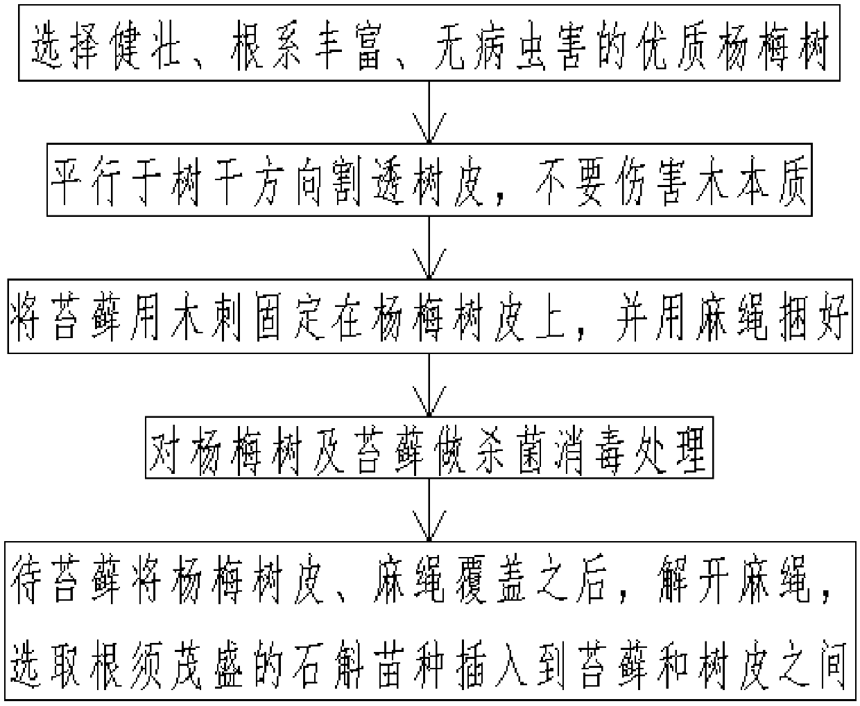 Dendrbium cultivation method in natural state