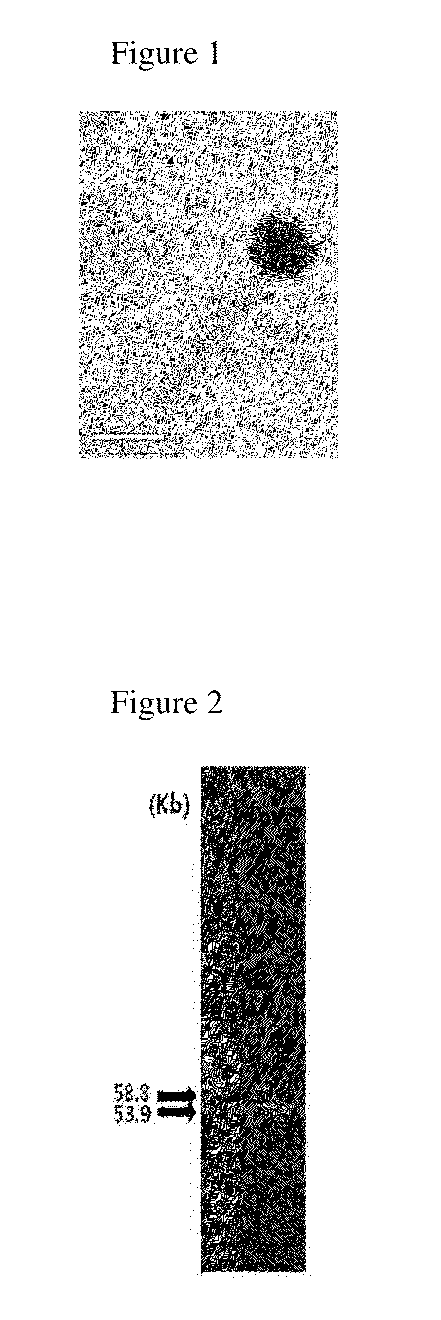 Novel bacteriophage and antibacterial composition comprising the same