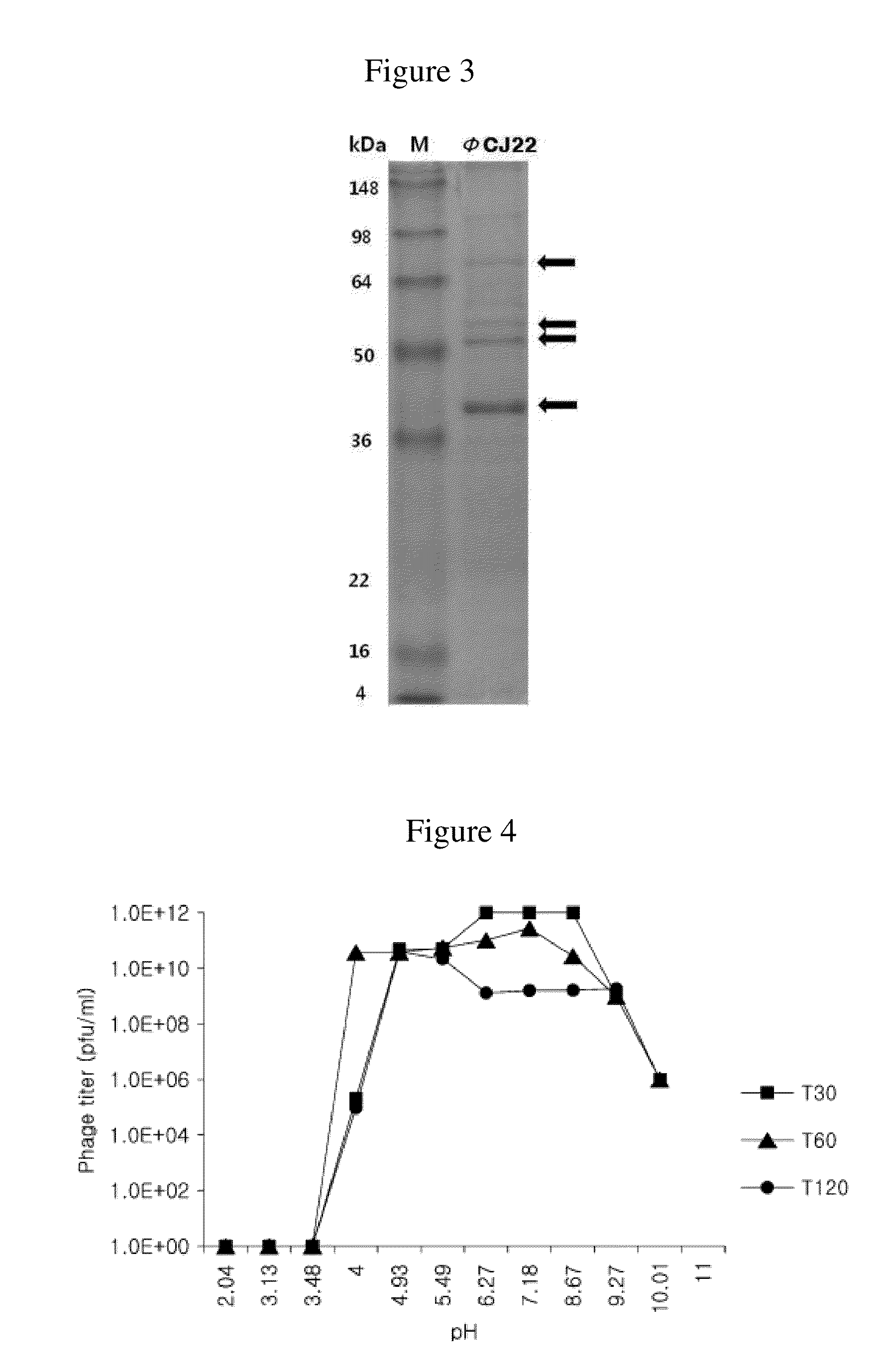 Novel bacteriophage and antibacterial composition comprising the same