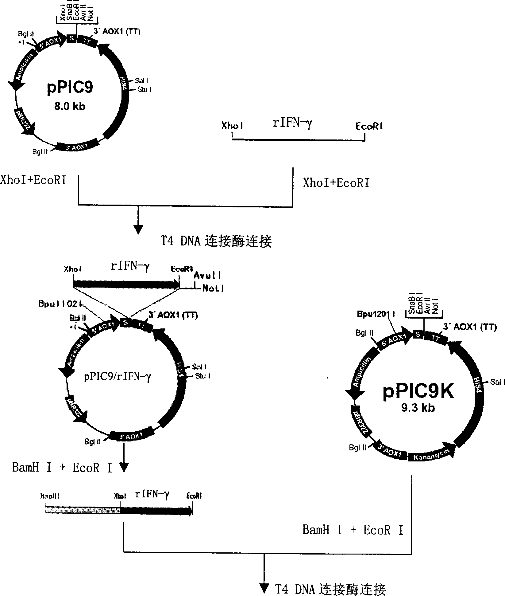 Production method of recombination human interferon gamma