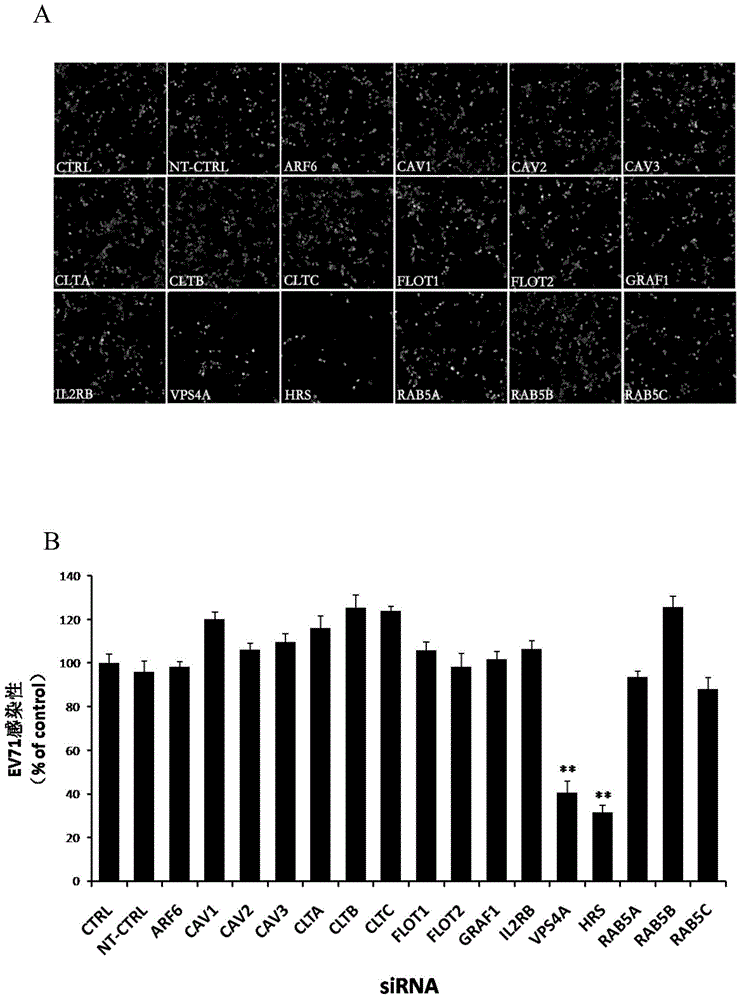 Applications of hepatocyte growth factor-regulated tyropsine kinasesubstrate in preparation of medicines preventing enterovirus 71-type infection