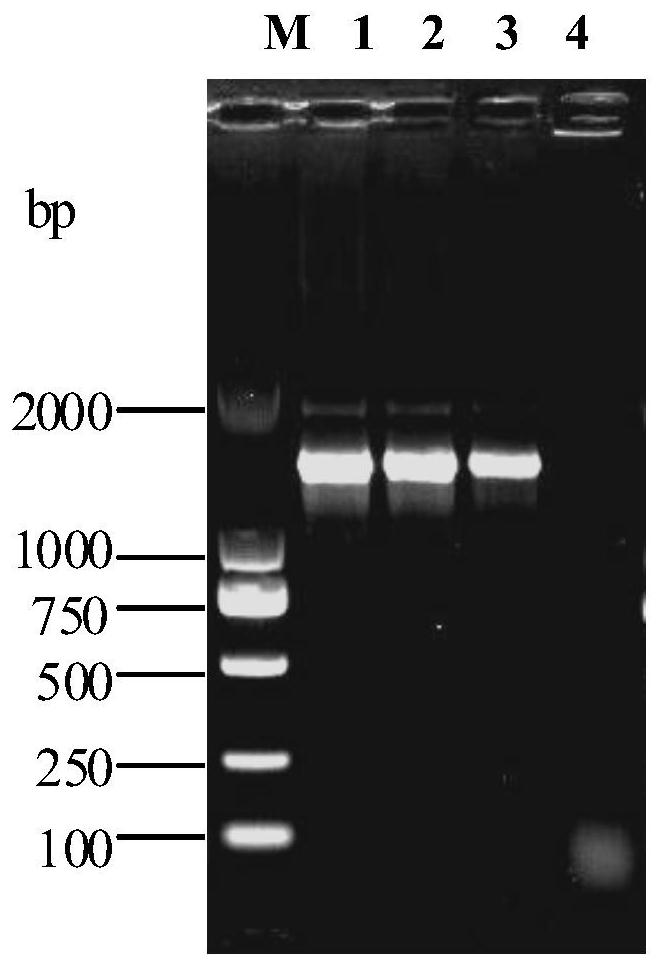 A Strain of Mycoplasma Hyopneumoniae and Its Application