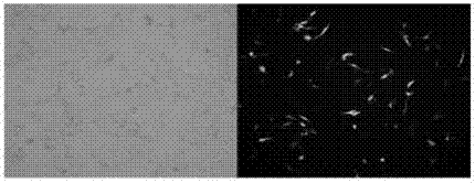 Bovin CMYA1 muscle specific expression core promoter and preparation method thereof