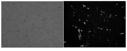 Bovin CMYA1 muscle specific expression core promoter and preparation method thereof