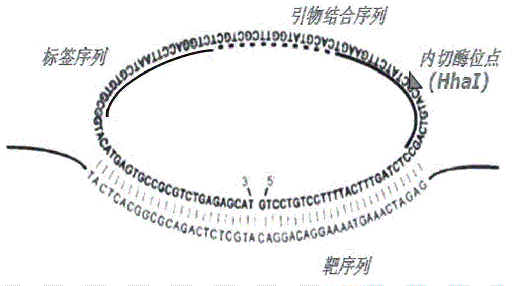 Multi-RCA (rolling circle amplification) method based on split padlock probes