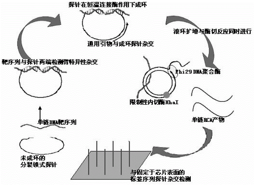 Multi-RCA (rolling circle amplification) method based on split padlock probes