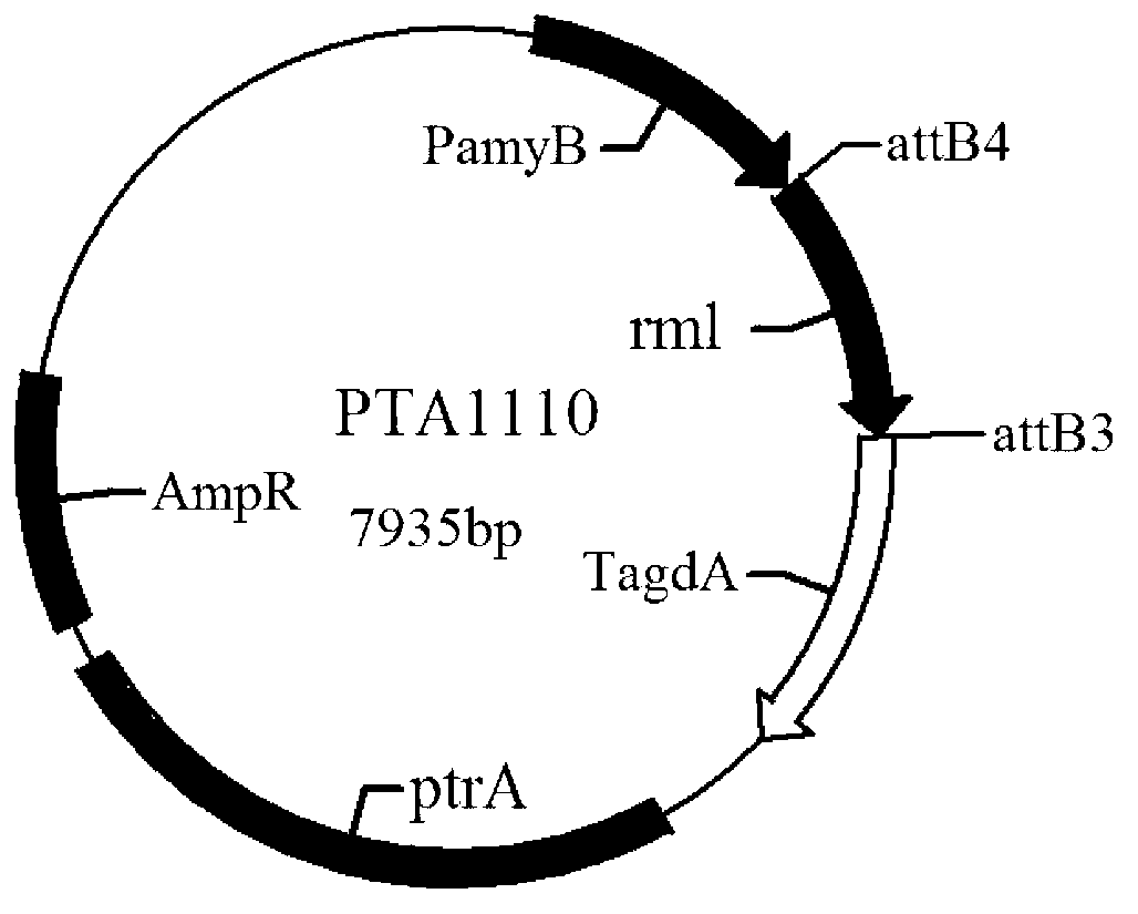 Promoter for filamentous fungal protein secretion pressure feedback regulation element and feedback inhibition resistance, plasmid, preparation method and transformed cell