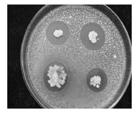 Antagonistic bacteria for preventing bacterial wilt of potatoes and microorganism organic fertilizer thereof