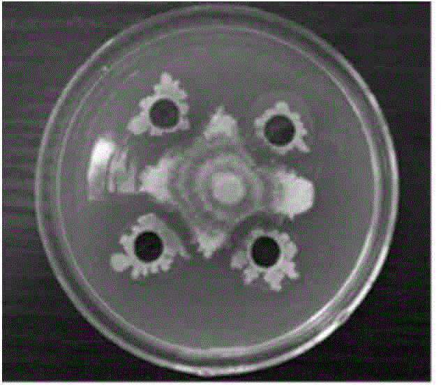 Bacillus atrophaeus strain DPPG-28 and application in crop disease control