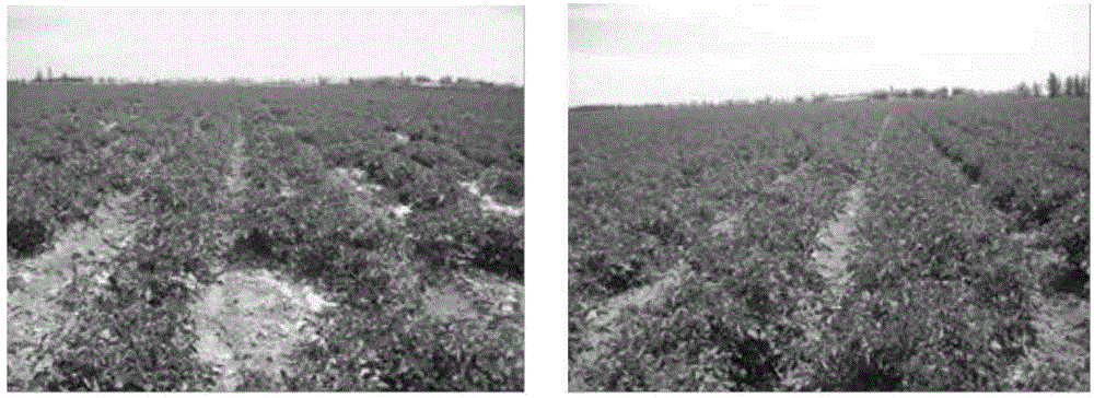 Bacillus atrophaeus strain DPPG-28 and application in crop disease control