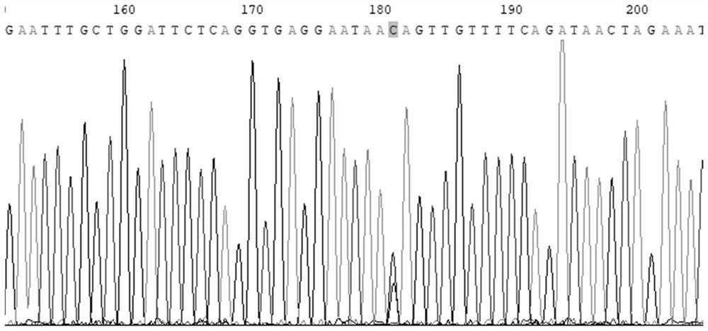 Genome selection method for laying number of white feather broilers