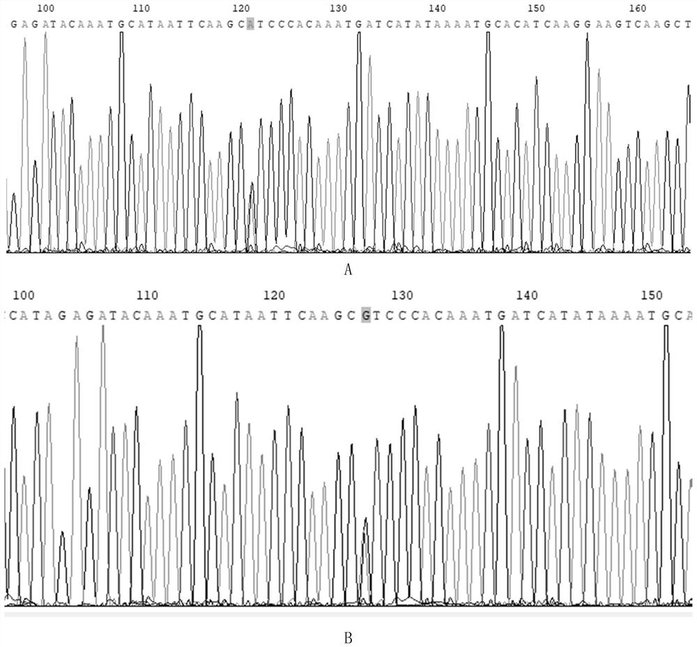 Genome selection method for laying number of white feather broilers