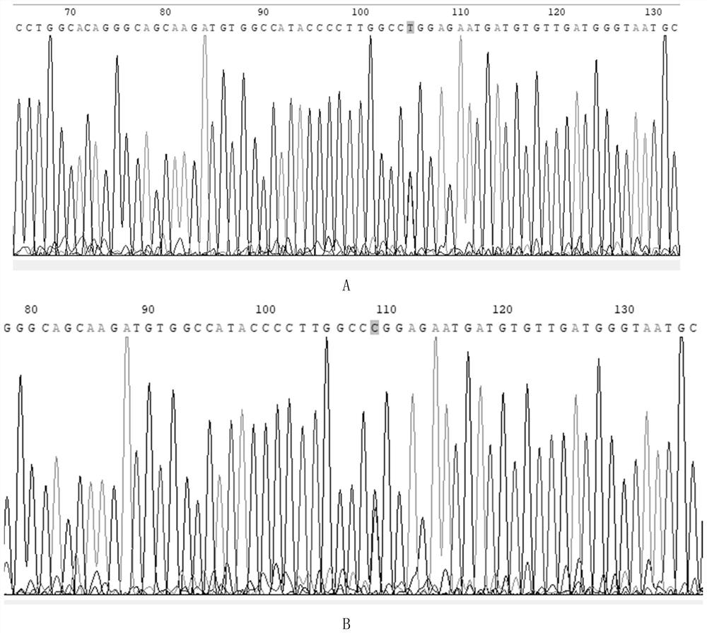 Genome selection method for laying number of white feather broilers