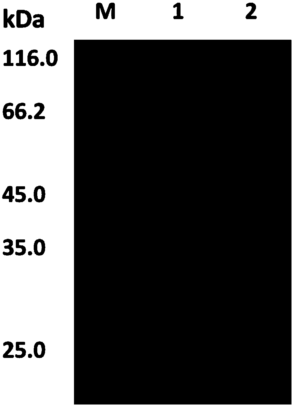 Coding gene of heat-resistant type pullulanase as well as recombinant expression thereof and application thereof