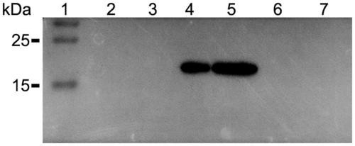 Monoclonal antibody of specificity detection of bluetongue viruses and hybridoma cell strain and application of monoclonal antibody