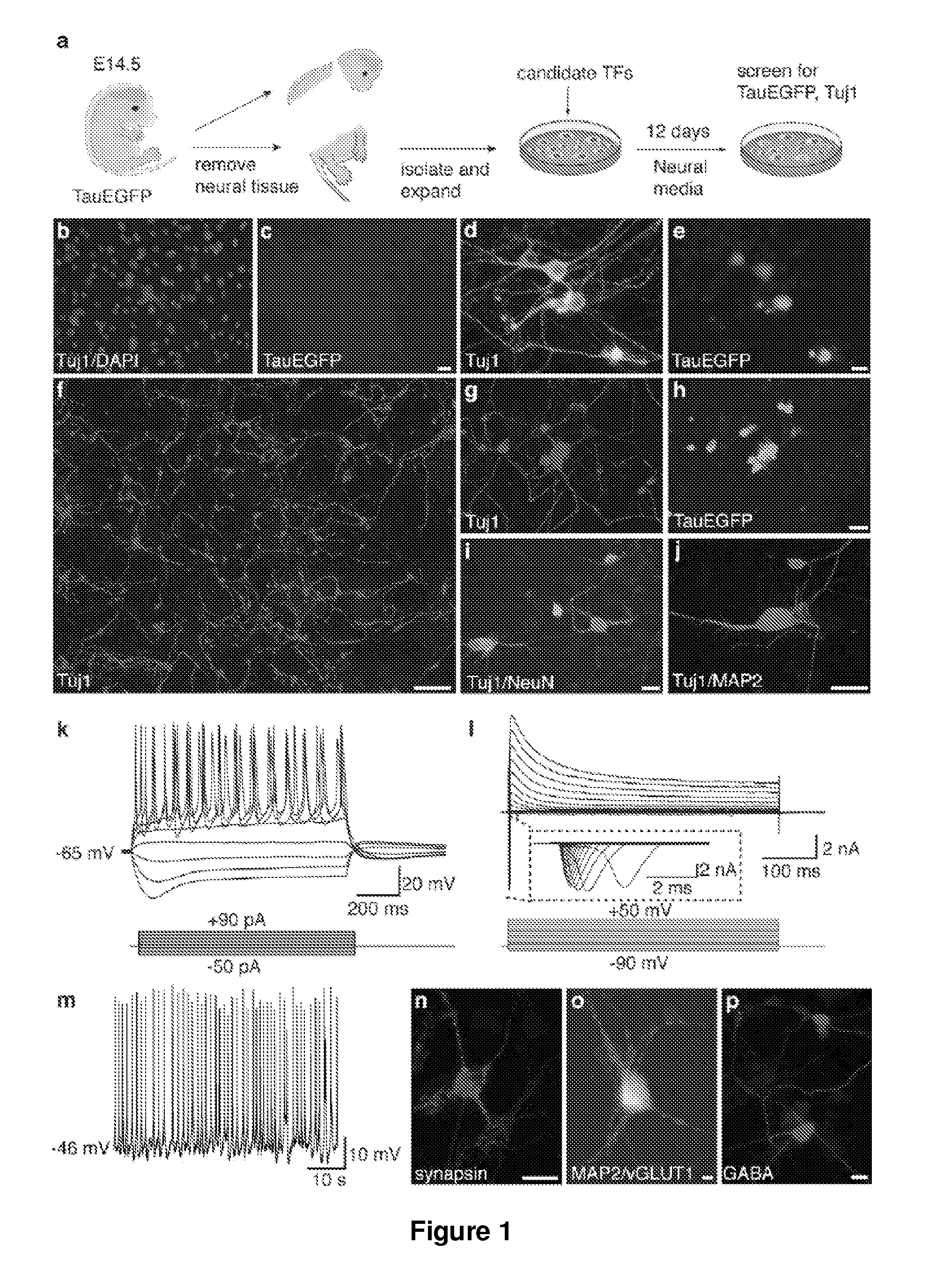 Direct conversion of cells to cells of other lineages