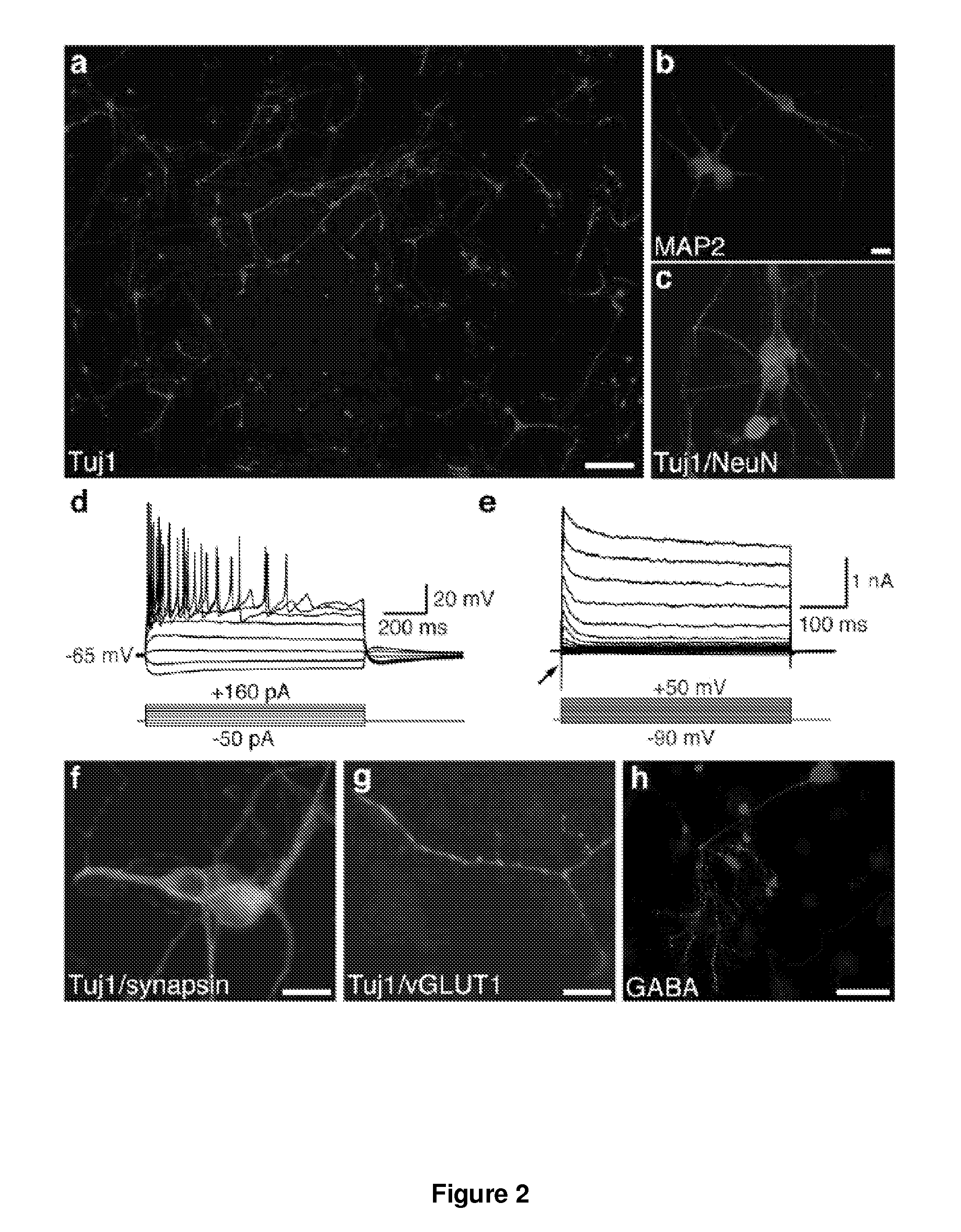 Direct conversion of cells to cells of other lineages