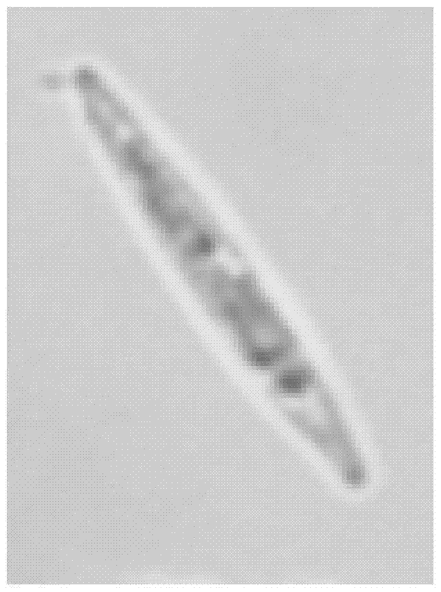 A method for automatic classification of algae cell images