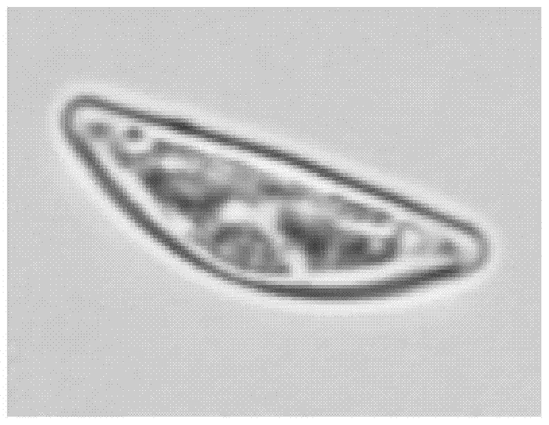 A method for automatic classification of algae cell images