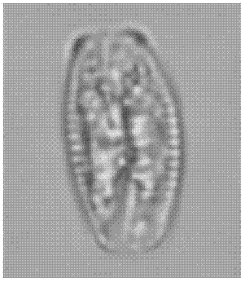 A method for automatic classification of algae cell images