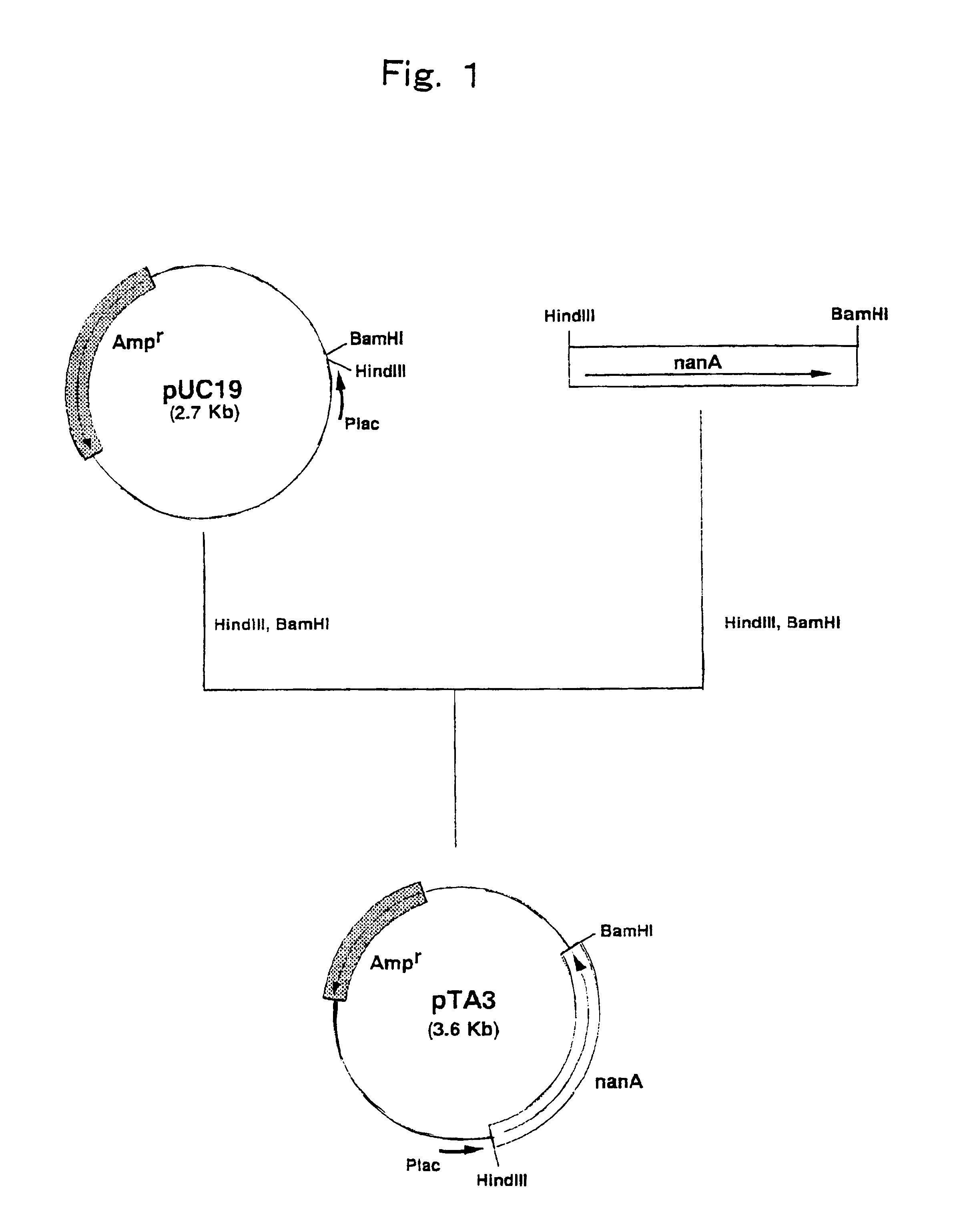 Process for producing N-acetylneuraminic acid