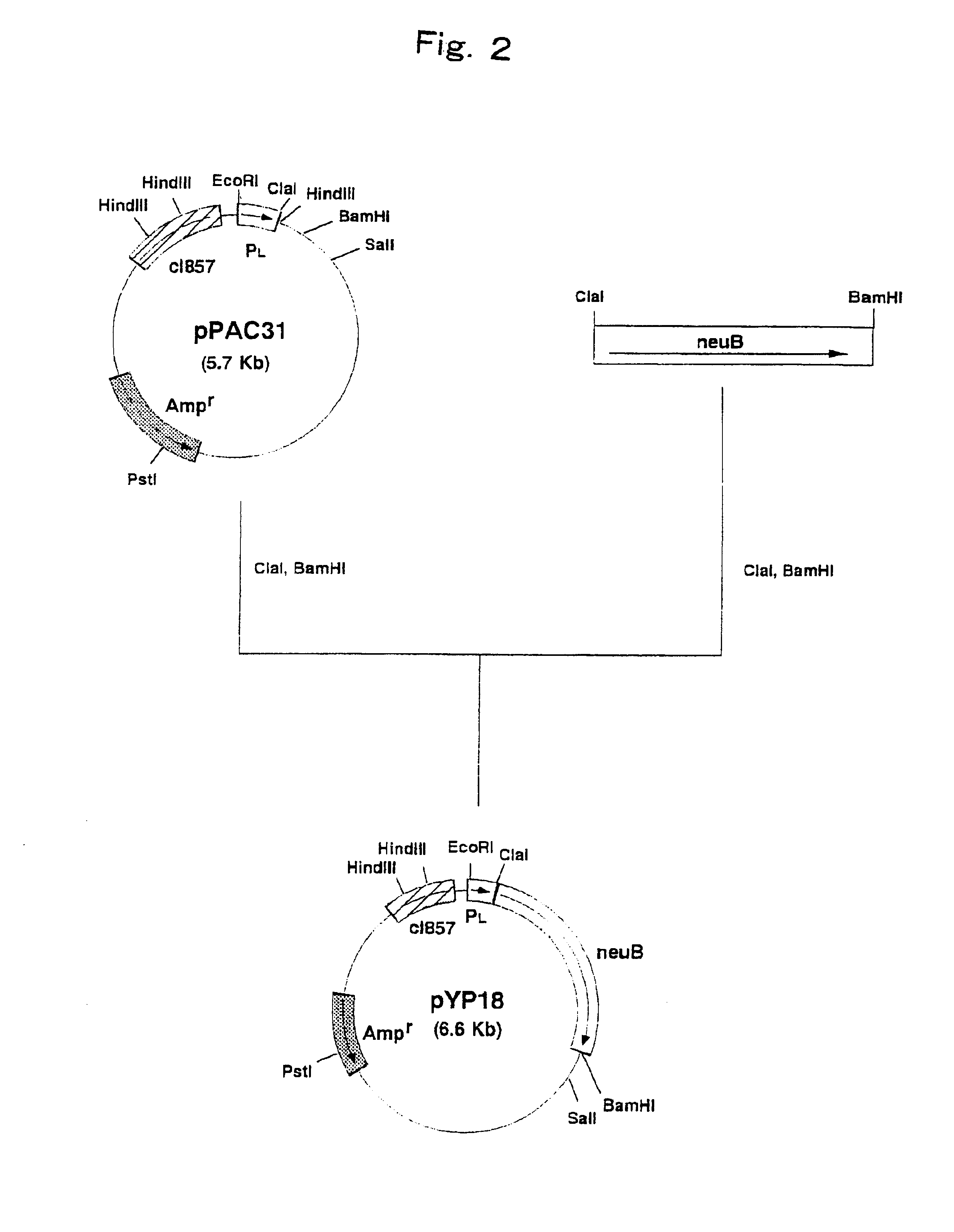 Process for producing N-acetylneuraminic acid