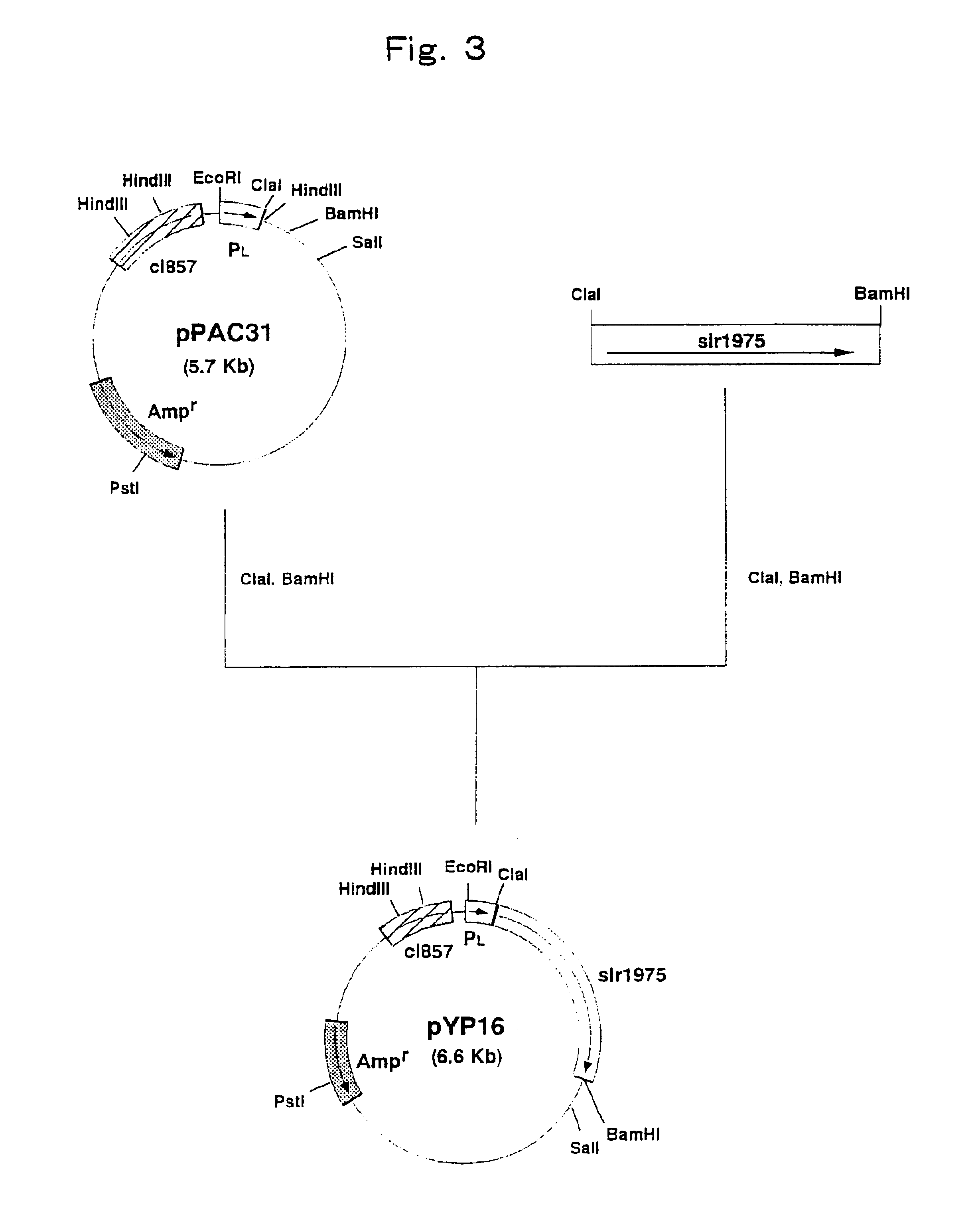 Process for producing N-acetylneuraminic acid