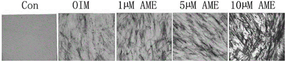 Method of testing amentoflavone in preparation of bone tissue engineering seed cells