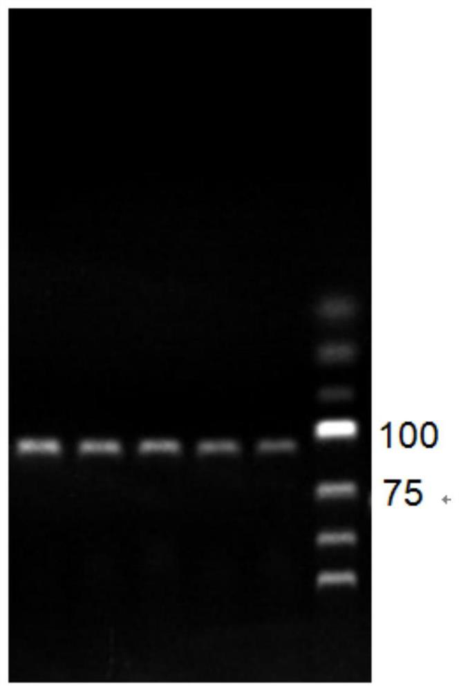 Method for detecting food-borne enteropathogenic bacteria O157: H7 based on nucleic acid aptamers, nanoparticles and quantum dot markers