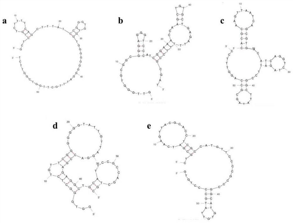 Method for detecting food-borne enteropathogenic bacteria O157: H7 based on nucleic acid aptamers, nanoparticles and quantum dot markers