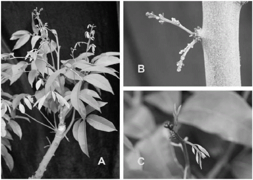 Method for controlling late-maturing litchi to bloom earlier