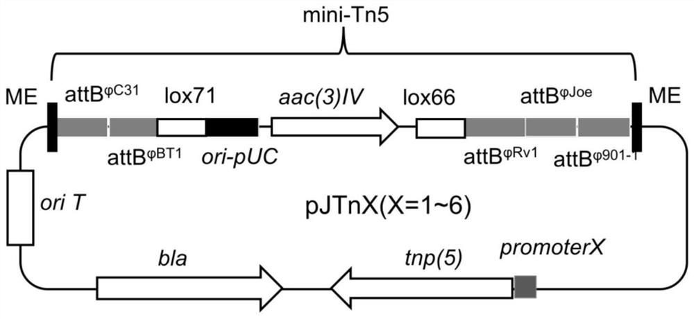 Transposon plasmids for saccharopolyspora spinosa and application of transposon plasmisd