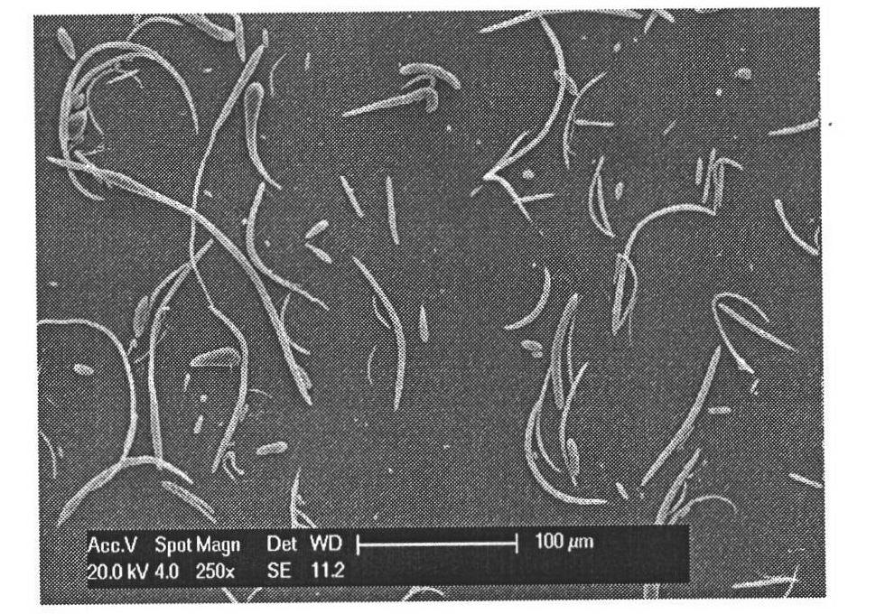 Non-spherical drug-loaded particles and controlled release preparation of lactyl polymer and preparation methods thereof