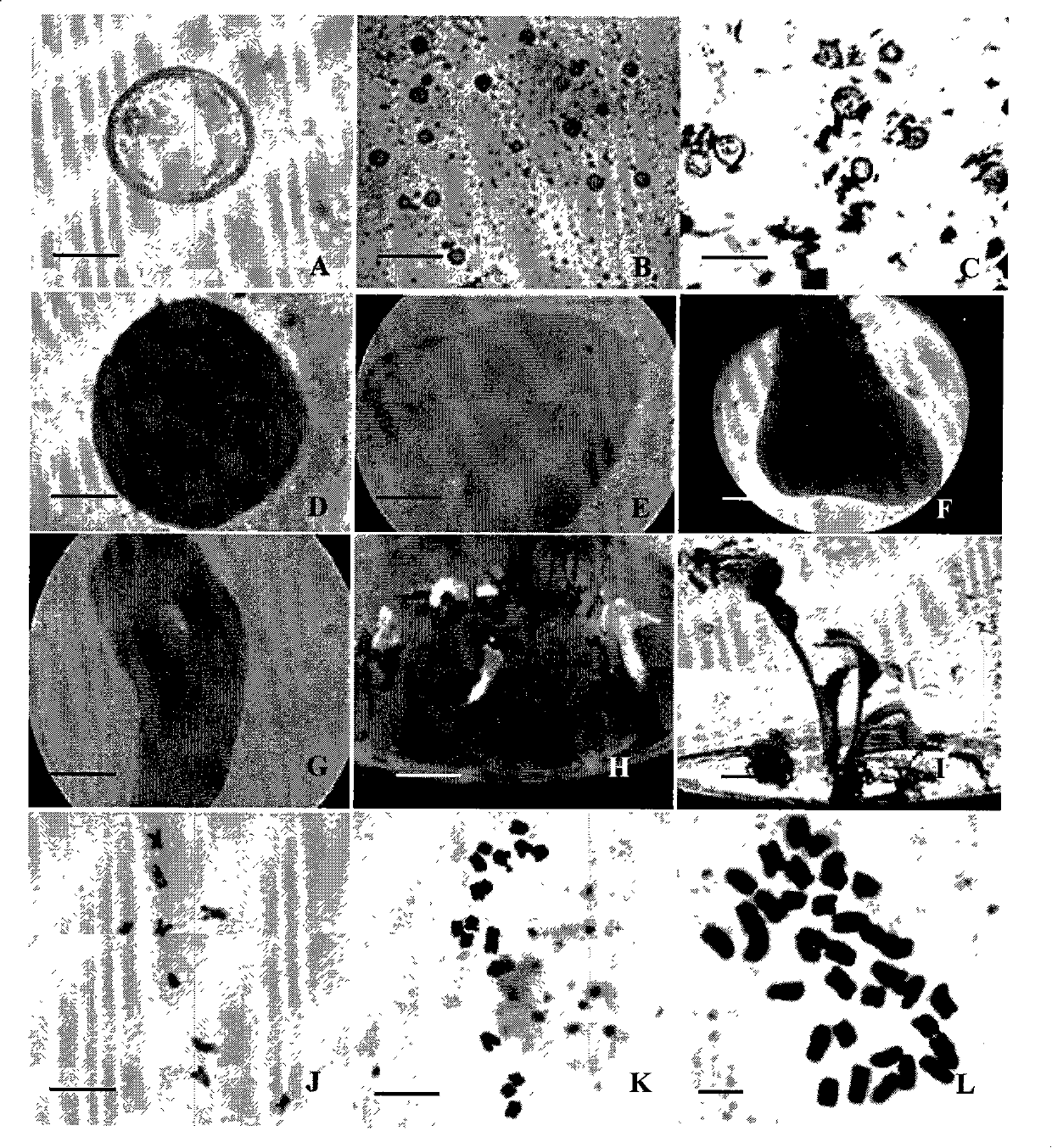 Breeding process of obtaining radish haploidy