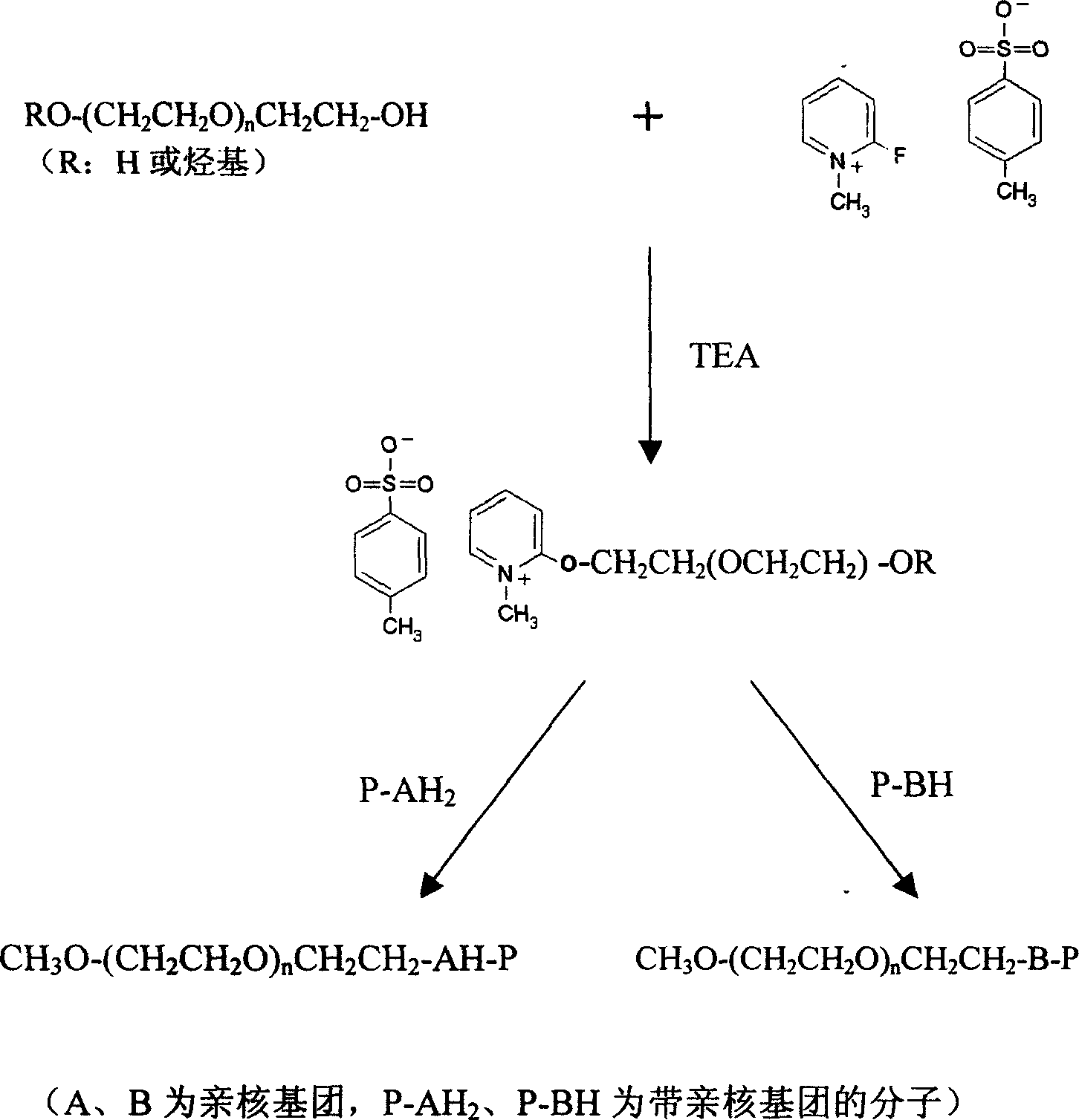 Efficent polyethylene glycol activating process and activate use for protein modification