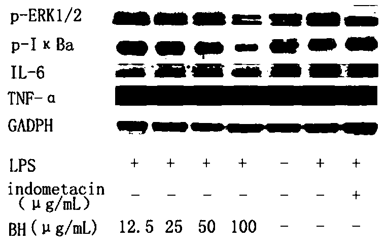 Application of Artemisia marina extract as a drug for the preparation of pneumonia caused by Streptococcus pneumoniae or/and B-hemolytic Streptococcus