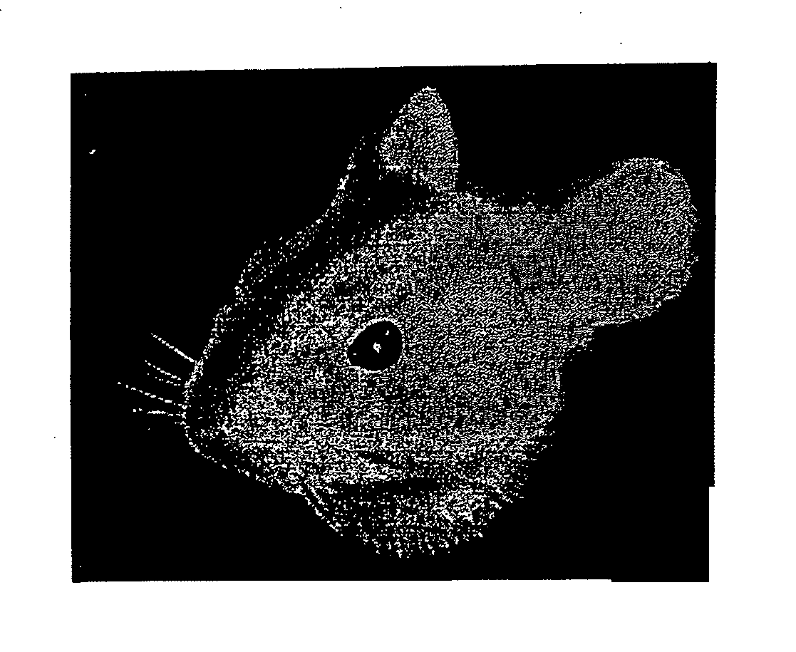 Screen space optimization techniques for use in a hair/fur pipeline