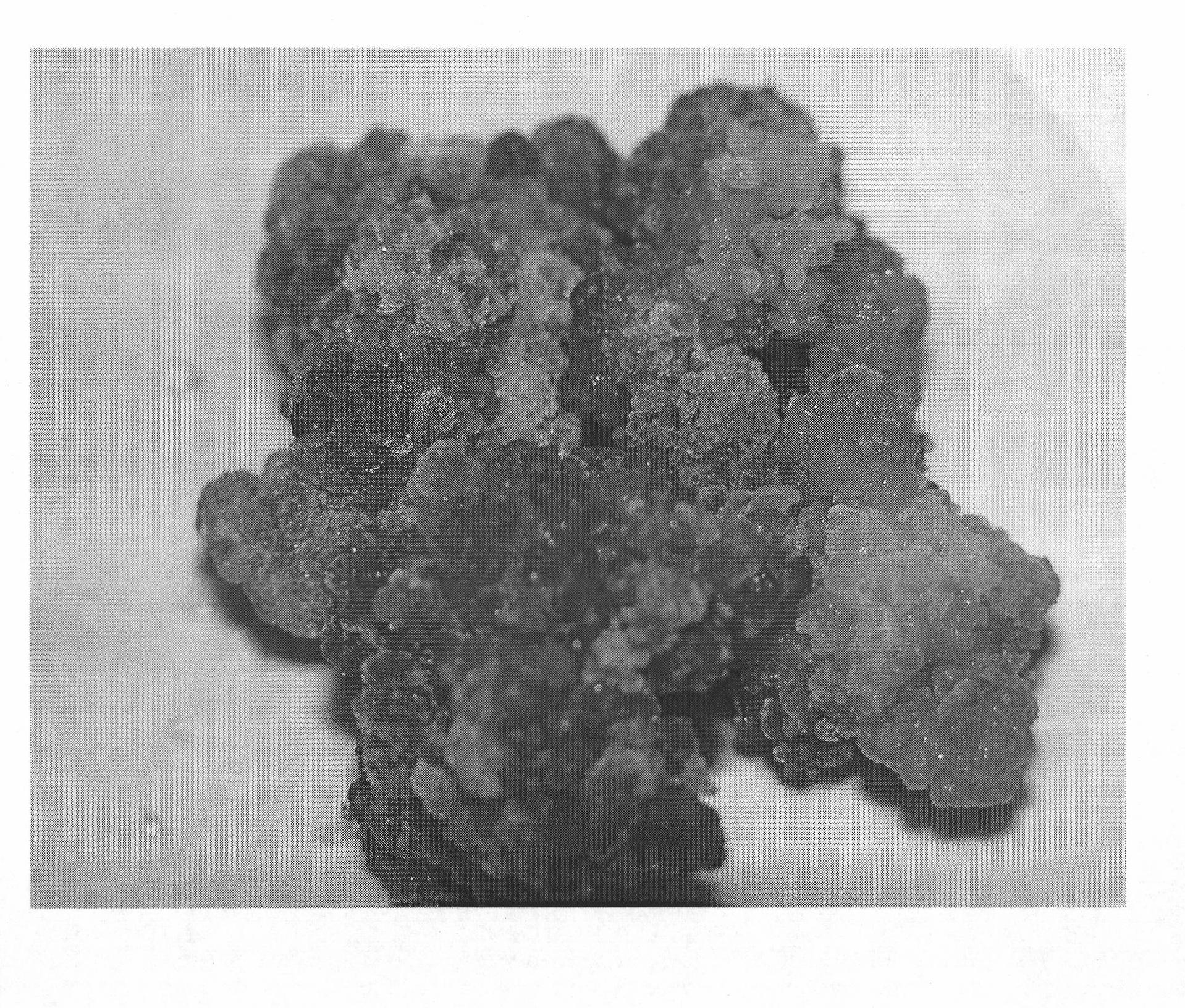 Separation and culturing method of saussurea involucrate protoplast