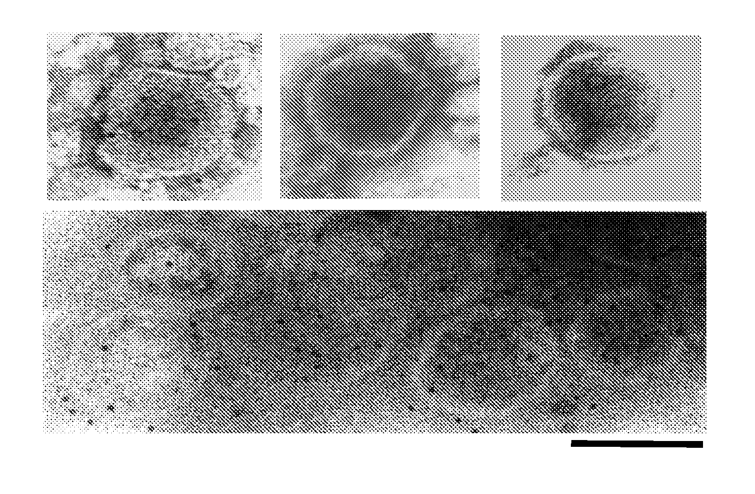 Polynucleotide Fragments Of An Infectious Human Endogenous Retrovirus