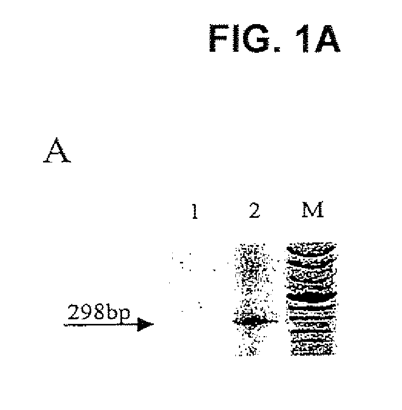 Polynucleotide Fragments Of An Infectious Human Endogenous Retrovirus