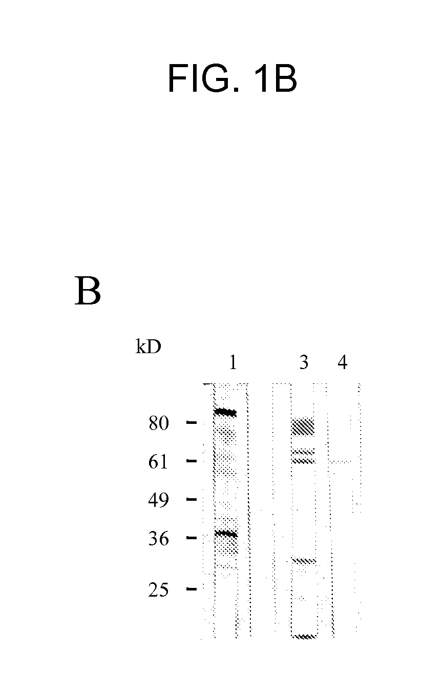 Polynucleotide Fragments Of An Infectious Human Endogenous Retrovirus