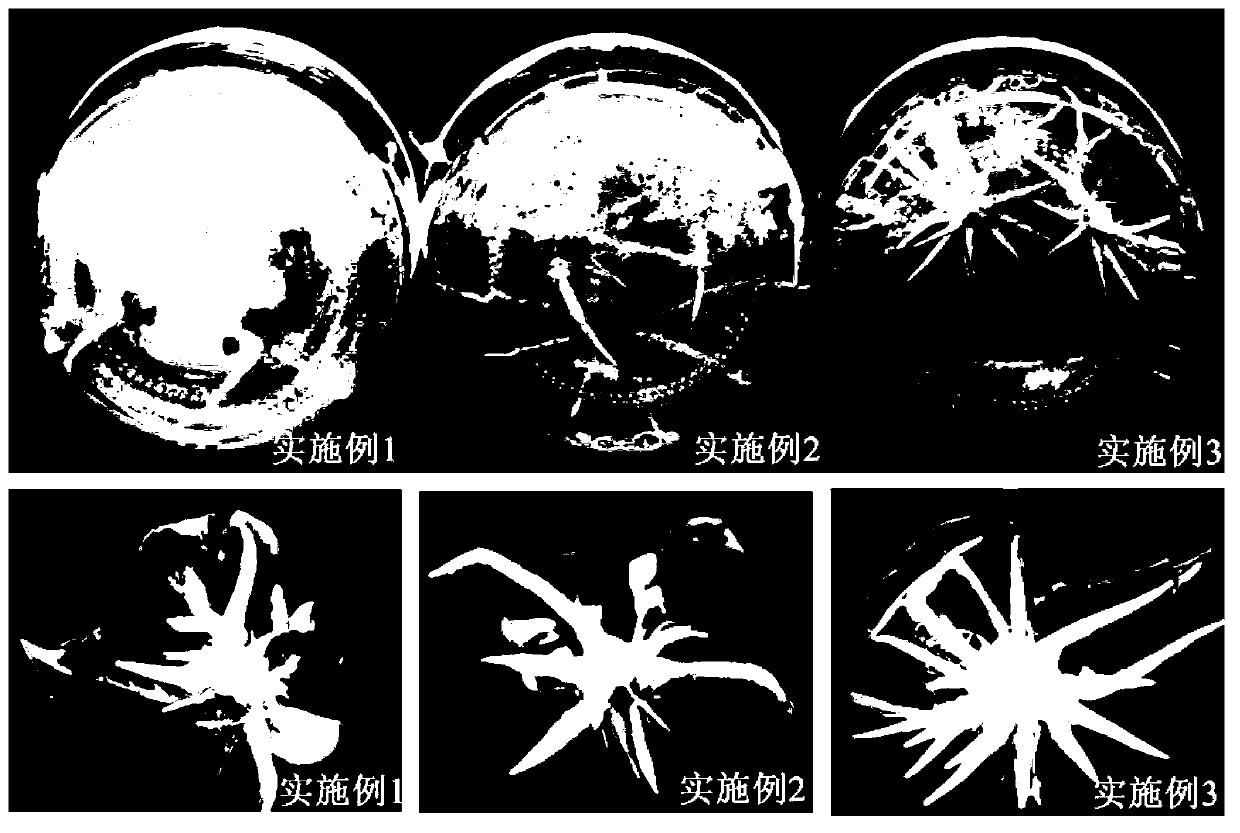 Culture medium for promoting adventive root of woody plant to root and grow and application of culture medium